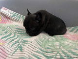 Chiots de race Bouledogue Fran&ccedil;ais &agrave; vendre (4 femelles & 2 m&acirc;les)