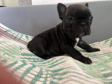 Chiots de race Bouledogue Fran&ccedil;ais &agrave; vendre (4 femelles & 2 m&acirc;les)