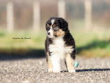 Chiots Berger Australiens LOF à vendre