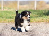 Chiots Berger Australiens LOF à vendre