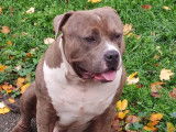 Chien American Bully Mâle à vendre