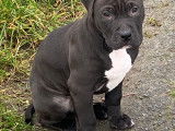 Chiots American Bully &agrave; vendre