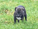 Chiots American Bully &agrave; vendre