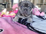 Chiots Bouledogues Français à réserver