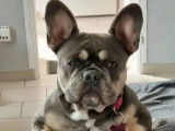 Chiots Bouledogues Français à réserver