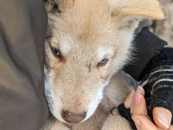 Chiots Chien Loup de Saarloos LOF à vendre