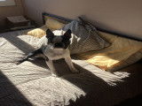 Boston Terrier disponible pour saillie