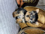Chiots Yorkshire à vendre