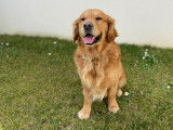 Mâle Golden Retriever pour saillie