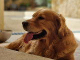 Mâle Golden Retriever pour saillie