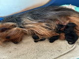 Portée de chiots Yorkshire toys à vendre