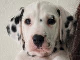 Superbes chiots Dalmatiens &agrave; vendre
