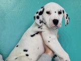 Superbes chiots Dalmatiens &agrave; vendre