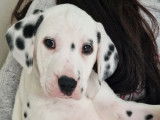 Superbes chiots Dalmatiens &agrave; vendre