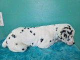 Superbes chiots Dalmatiens &agrave; vendre