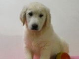 Splendides chiots Golden Retriever à vendre
