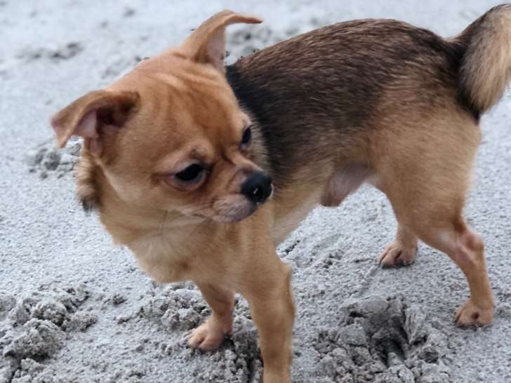 Mâle Chihuahua disponible pour saillie sur Paris