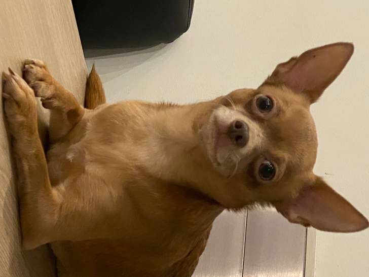 Jeune mâle Chihuahua disponible pour saillie