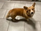 Mâle Corgi LOF disponible pour saillie