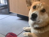 Mâle Corgi LOF disponible pour saillie