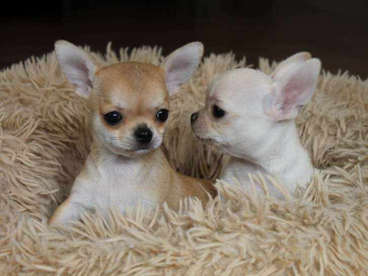 2 superbes chiots Chihuahua LOF à vendre