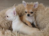 2 superbes chiots Chihuahua LOF à vendre