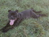 Mâle Staffordshire Bull Terrier disponible pour saillie