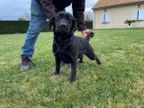 Une chienne Labrador noire LOF à vendre