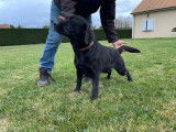 Une chienne Labrador noire LOF à vendre