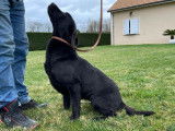 Une chienne Labrador noire LOF à vendre