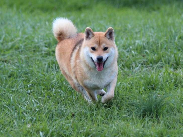 Une chienne Shiba Inu LOF fauve de 4 ans et demi à vendre