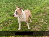 American Staffordshire Terrier disponible pour saillie