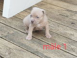 Chiots American Bully Pocket à vendre