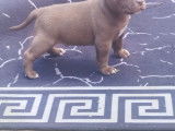 Chiots American Bully Pocket à vendre