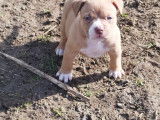 Chiots American Bully Pocket à vendre