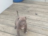 Chiots American Bully Pocket à vendre