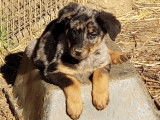 6 chiots Beaucerons LOF disponibles à la vente