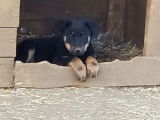 6 chiots Beaucerons LOF disponibles à la vente