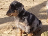 6 chiots Beaucerons LOF disponibles à la vente