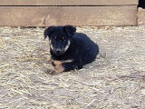 6 chiots Beaucerons LOF disponibles à la vente
