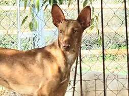 Chien Podenco à adopter