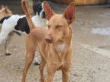 Chien Podenco à adopter