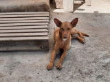 Chien Podenco à adopter