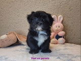 4 chiots Bichons Havanais LOF disponibles