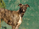 Un chiot Whippet femelle disponible