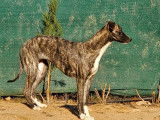 Un chiot Whippet femelle disponible