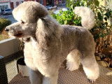 Mâle Caniche Nain gris LOF disponible pour saillie