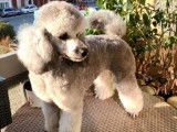 Mâle Caniche Nain gris LOF disponible pour saillie