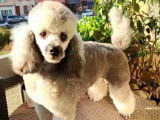 Mâle Caniche Nain gris LOF disponible pour saillie