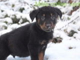 6 chiots Beaucerons à acheter (LOF)